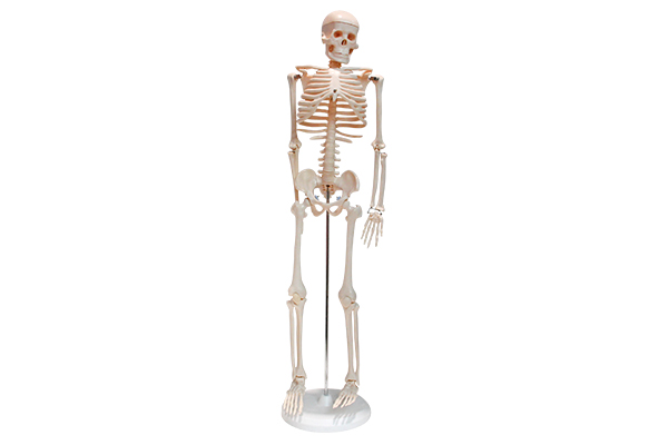 33204 Human skeleton model（85cm）