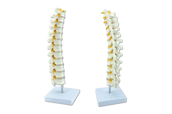 SM-M027 thoracic spinal cord model