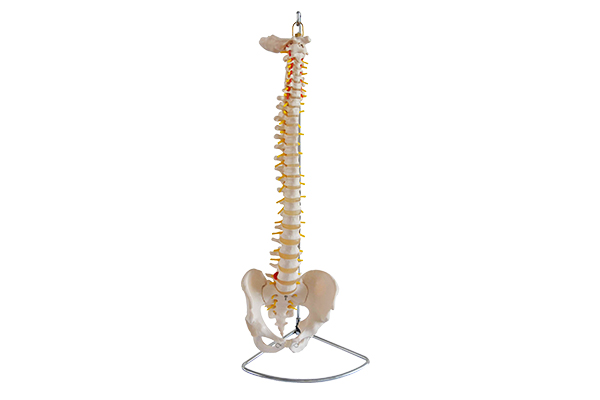 3393 Spine and femoral basin model