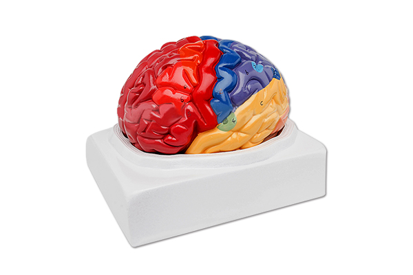 SM-M001 regional model of brain function