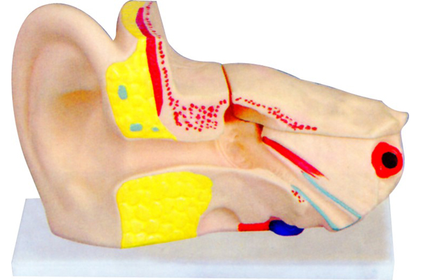 3310-3 耳解剖模型