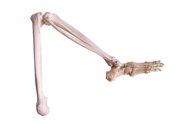 155 脚骨模型