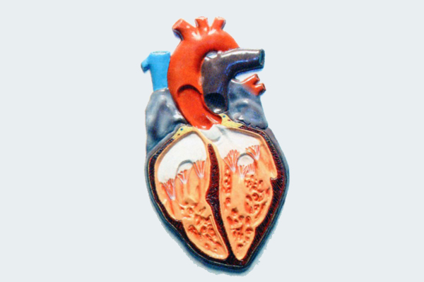 3110 Animal heart model