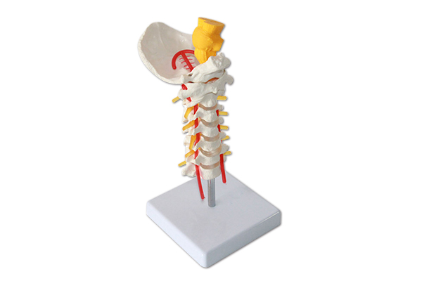 SM-M025脊髓颈椎枕骨模型