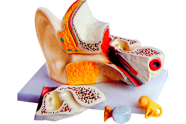 3310-2 耳解剖模型
