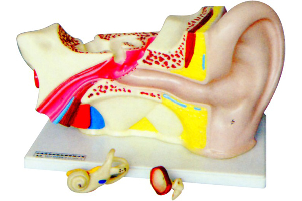 3310-1 耳解剖模型
