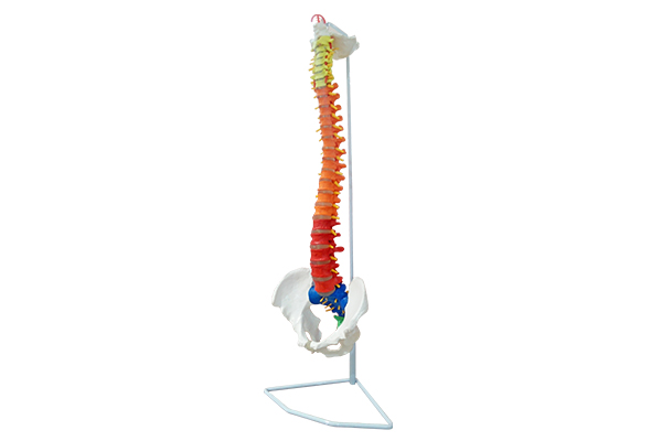 SM-M032脊椎与骨盆模型