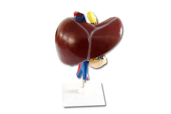 33216 Model of liver, duodenum and pancreas