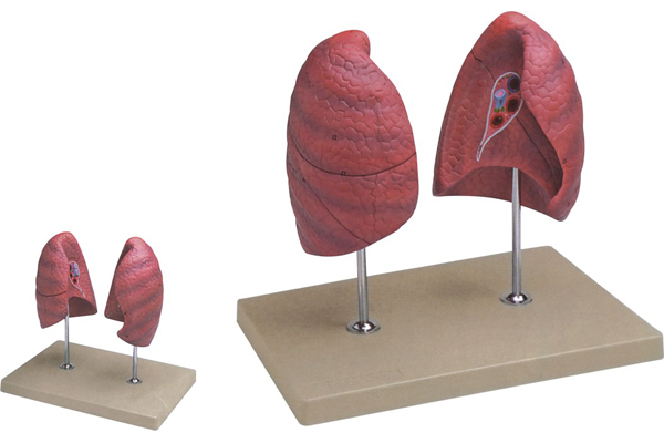 161 肺模型