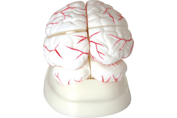 3307 Brain anatomy model