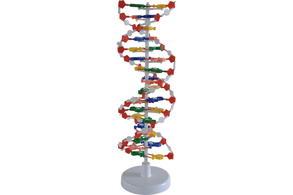 3212 DNA structure model