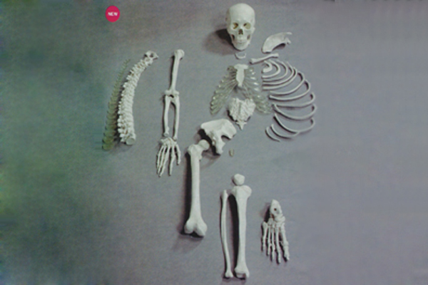 3302-2 人体骨骼模型