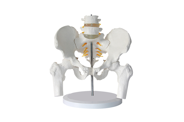 SM-M007 pelvis and lumbar vertebrae and femoral he