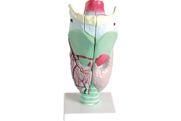 3305 Larynx anatomy model