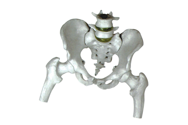 3302-7 盆骨模型
