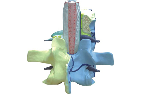 3308 Spine and vertebra model