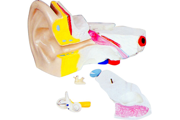 3310 Ear anatomy model
