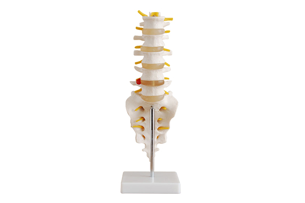SM-M026 The tail vertebrae model of lumbar belt
