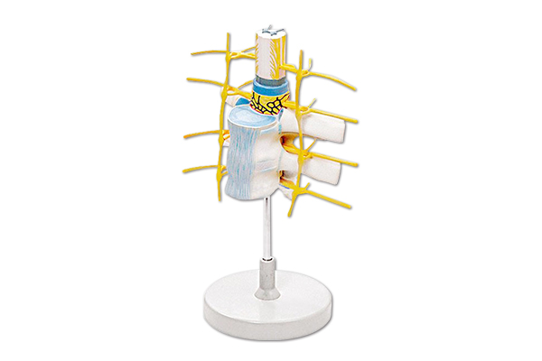 SM-M002脊髓和脊神经，脊髓神经模型