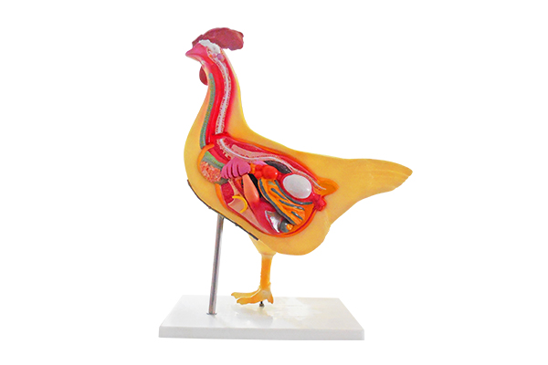 Chicken model