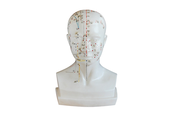 XY-453 head acupuncture point model