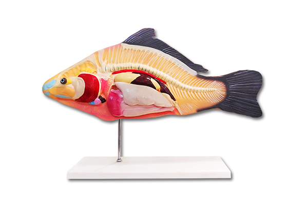 SM-M47 Fish anatomy model
