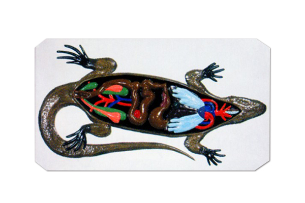 3122 Lizard anatomy model