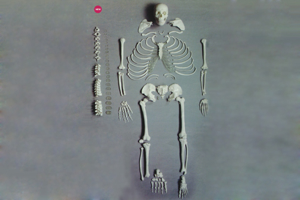 3302-1 人体骨骼模型