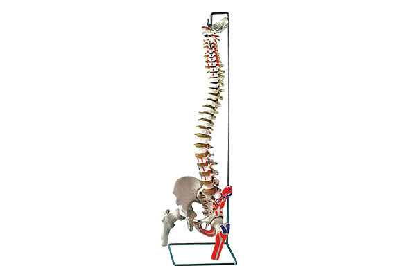 SM-M031 spine with femur