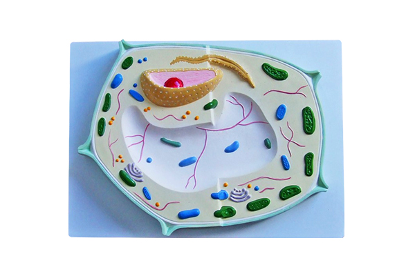 3346 Plant cell relief