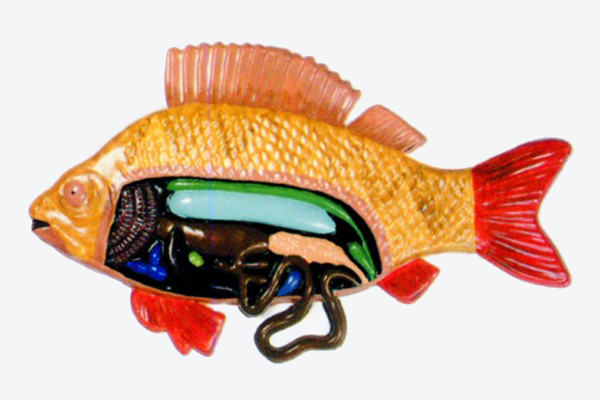 3115 Fish anatomy model