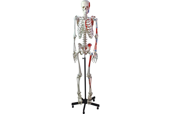 3302-3 人体骨骼模型