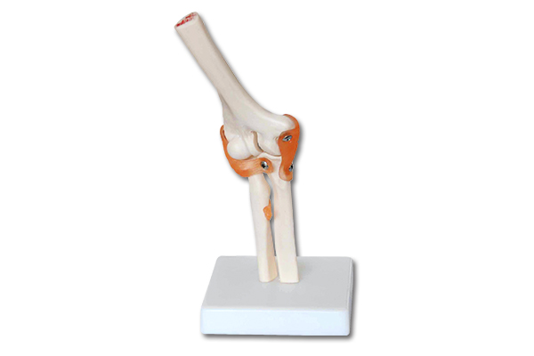 SM153 Natural elbow joint model